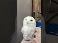 シロフクロウ のどどん!どアップ~ #shorts #王子動物園