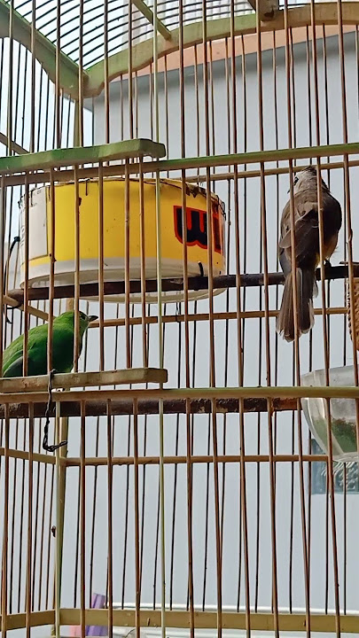 TERNYATA BEGINI CARA MENJODOHKAN cucak ijo mini dengan trucukan #cucakijomini #trucukan