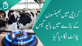 In view of shortage of gas, a biogas plant was installed in the buffalo enclosure in Karachi