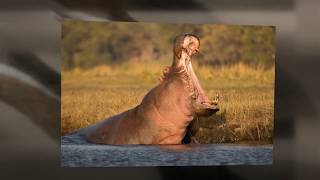 African Photography Trip   Botswana Highlights Preview 720p