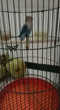 lovebird sepur milik pak ne hanum bumi wali sf gacor dorr#shorts