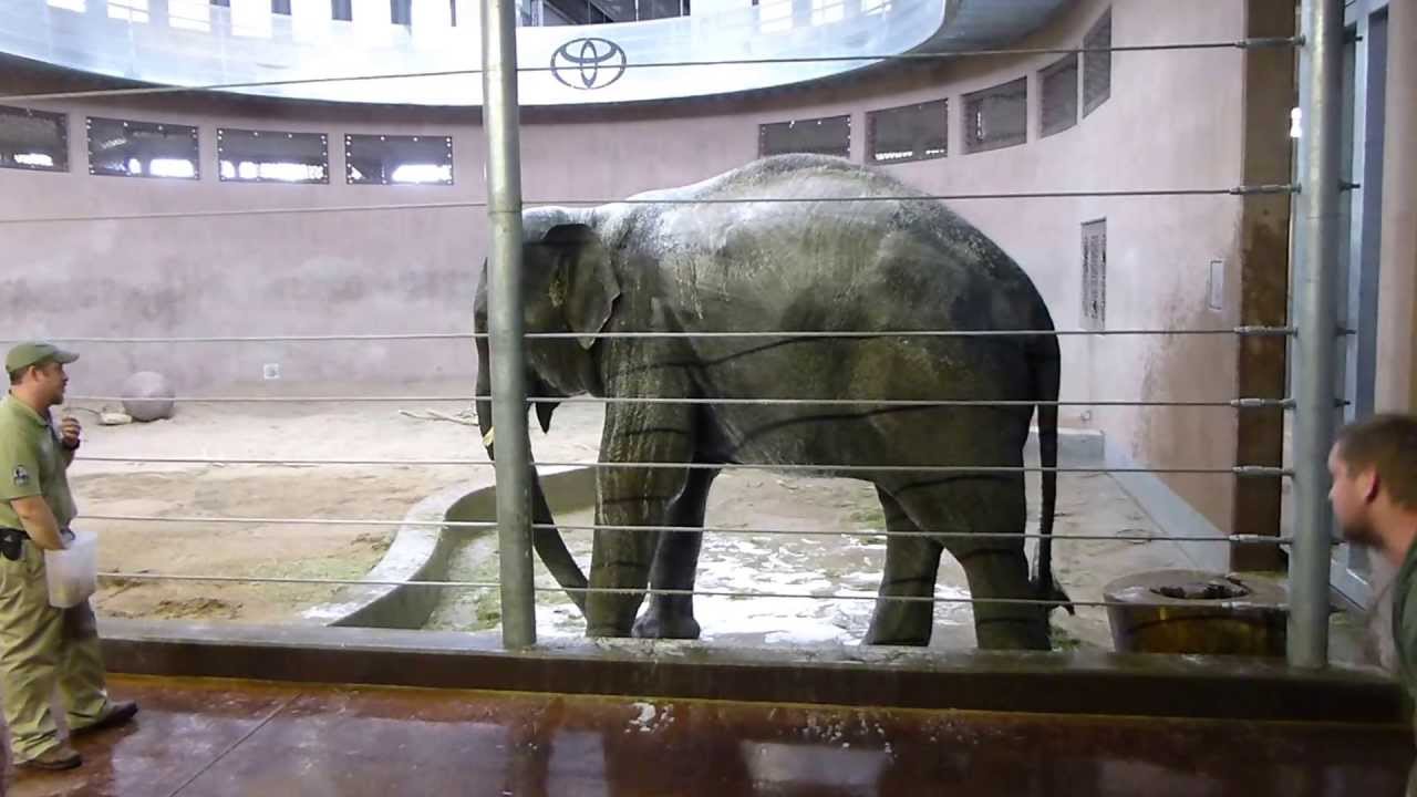 Elephant Washing at Denver Zoo YouTube