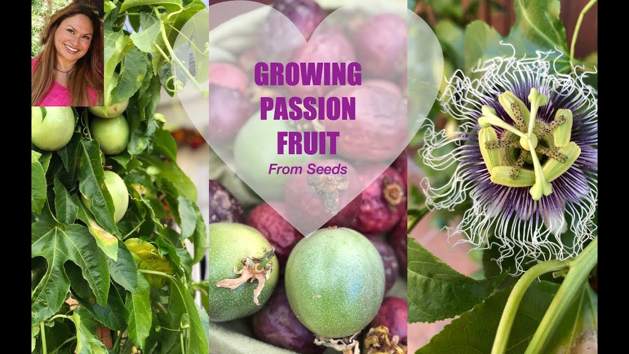 growing passion fruit from seed : passiflora ✅ask shirley