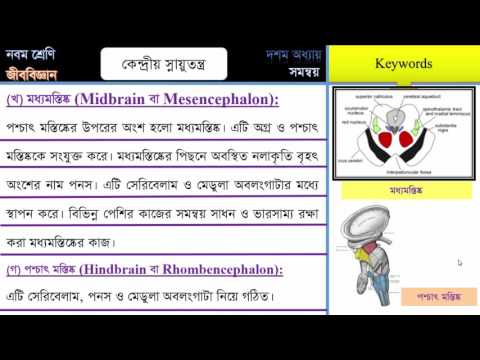 ভিডিও: কেন্দ্রীয় স্নায়ুতন্ত্রে কোন নিউরন অবস্থিত?