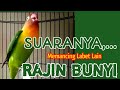 BURUNG LOVEBIRD MEMANGGIL DI SERTAI NGEKEK, BISA MEMANCING LABET LAIN RAJIN BUNYI