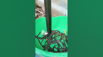 Rắn ri cá con (0368803693)