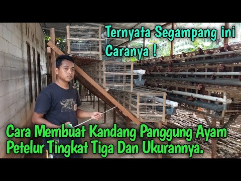 Cara Membuat Kandang Ayam Petelur Dari Bambu Dan Kayu