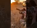 Cheetah Sneaks Up on Wildlife Photographers!