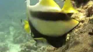 Duiken In De Rode Zee