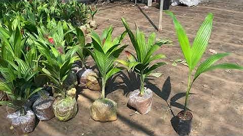 Cách Phân Biệt Cau Lùn vs Cau Tứ Quý Tránh Mua Phải Hàng Cây Giả || Cây Hoa Việt