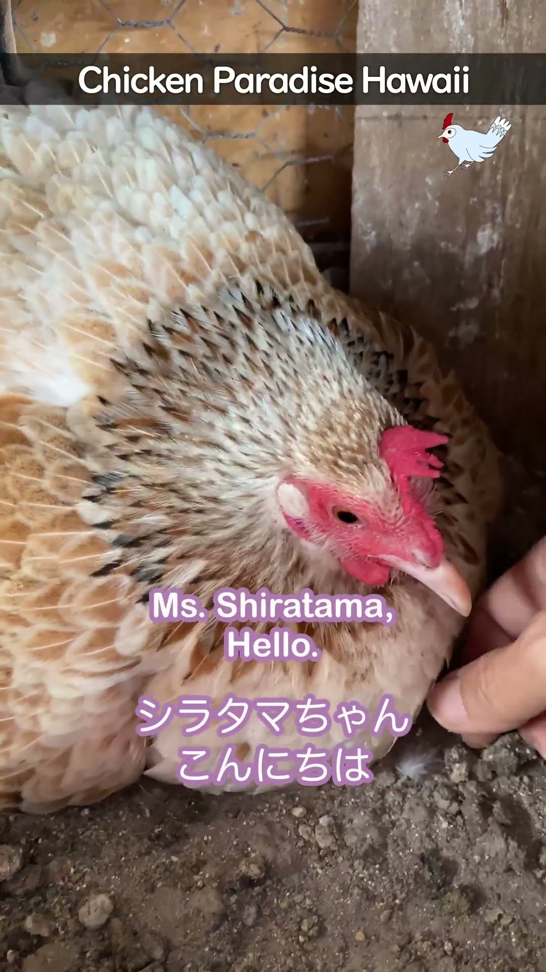 Every egg is precious