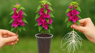 Sadece Kahve Bougainvillea Kök Salıyor Ve Tüm Yıl Boyunca Çiçek Açıyor