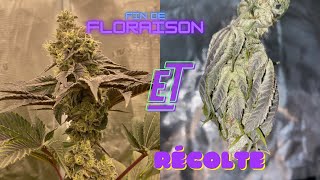 JDB#96: End of Flowering, Harvest & New Germination Technique!