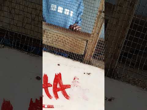 Just Arrived At A Local Butchery MercyNguku The World Traveller Ourafricanvillagehomekatutu