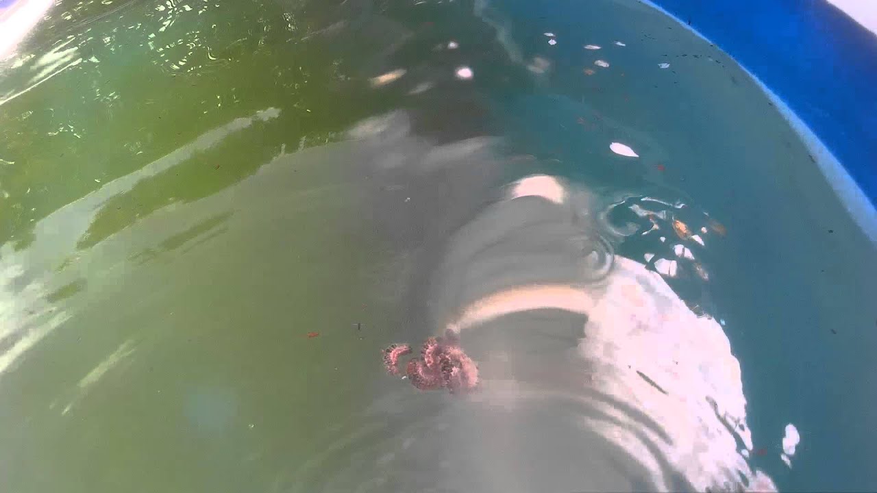 gusanos en la piscina gopro alternativa YouTube gusanos en la piscina gopro alternativa YouTube