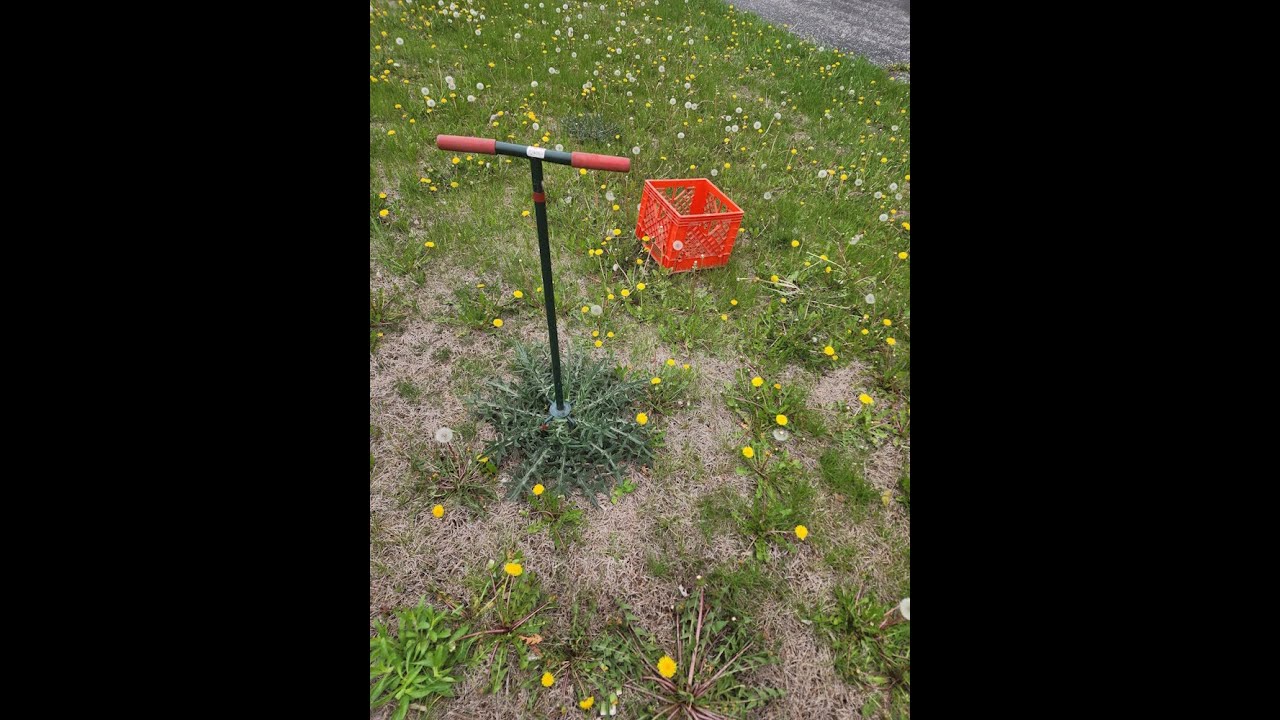 Old School Thistle Removal