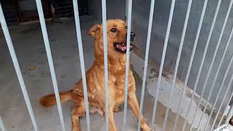 Jak na psí agresivitu?