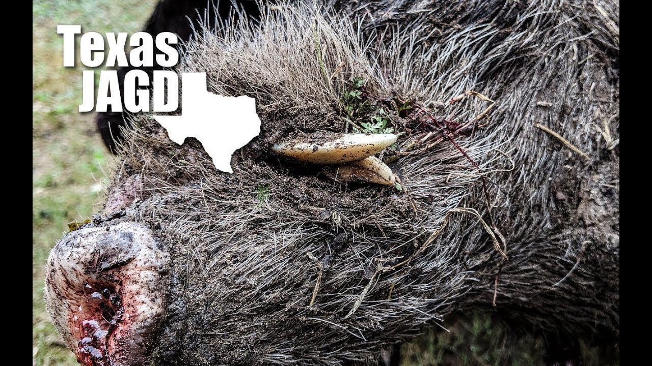 Hog Hunting the Texas Hill Country 