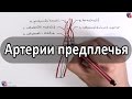 Артерии предплечья -  ветви лучевой и локтевой артерий - meduniver.com