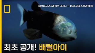 사상 최초 공개! 배럴아이