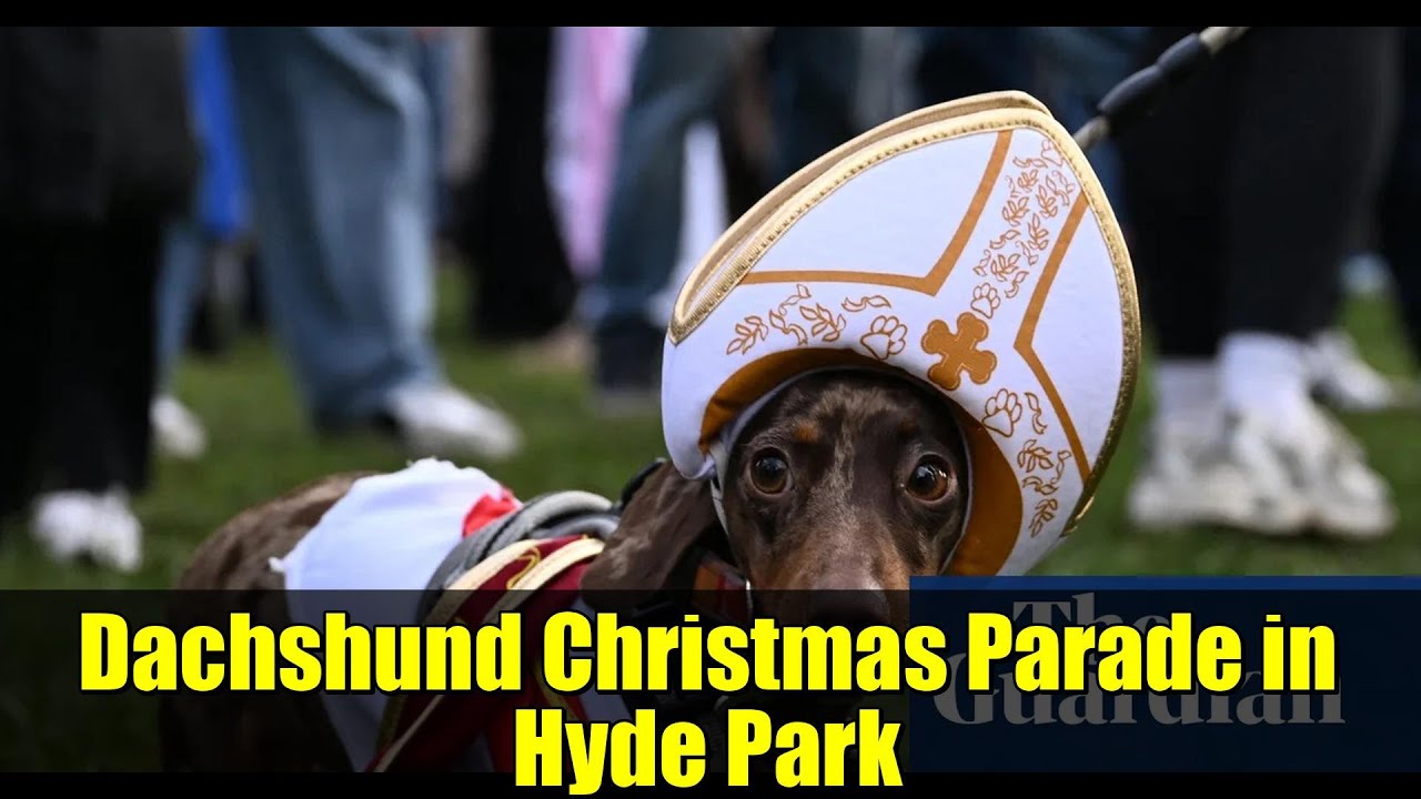Dachshund Christmas Parade in Hyde Park | Tiny Paws, Big Paws: A Festive Sausage Dog Walk