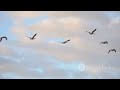 Bio inspired Drones Nature’s High Tech