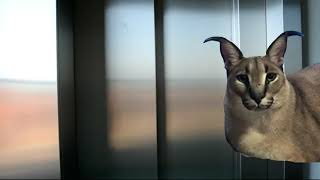 Big floppa and Bingus in elevator - but its mysteriously calm