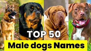 Male Dogs Names | Top 50 Male Dog Names | New and Unique Male Dog Names by Vaibhav Dog's World 59,662 views 6 months ago 2 minutes, 47 seconds