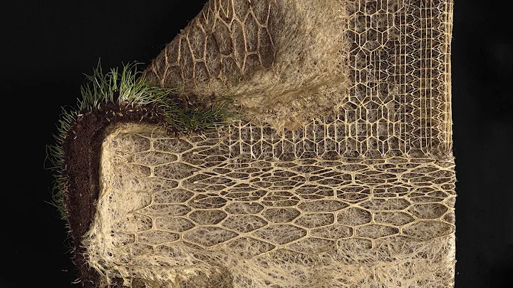 Interwoven Diana Scherer