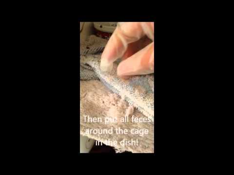 How to litterbox train your rat | Pet rats