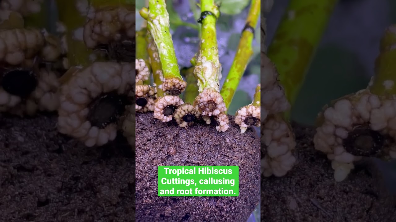 Hibiscus cuttings form a callus before adventitious root formation. 