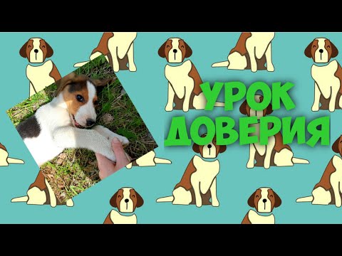 Урок доверия🐕