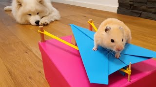 NEVER TRUST your pet HAMSTER when it's hungry! by Major Hamster & Friends 710,203 views 1 year ago 5 minutes, 43 seconds