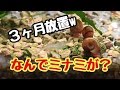 ３ヶ月放置！なんでミナミがいるの？