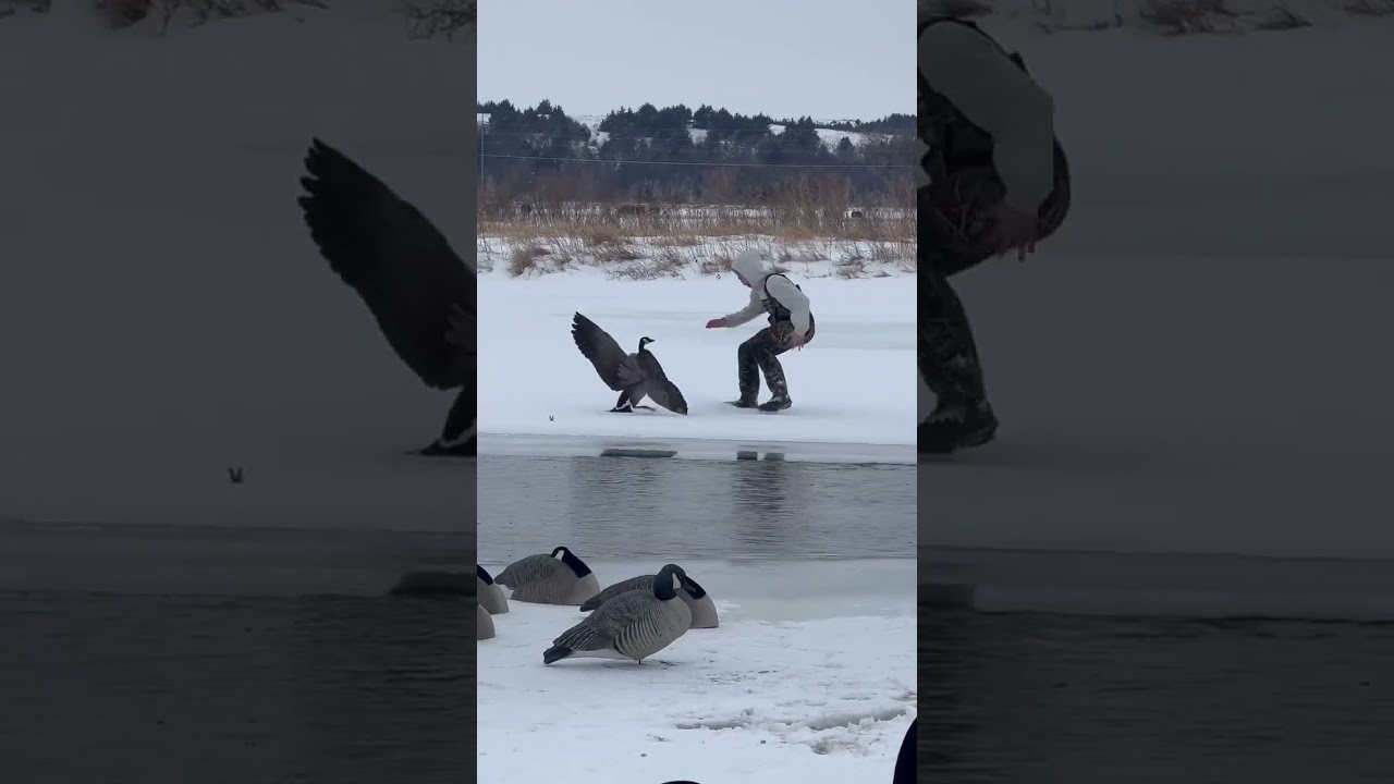 Human vs Goose 