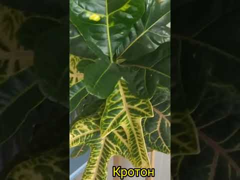 Ядовитое растение Кротон второе его название – кодиеум