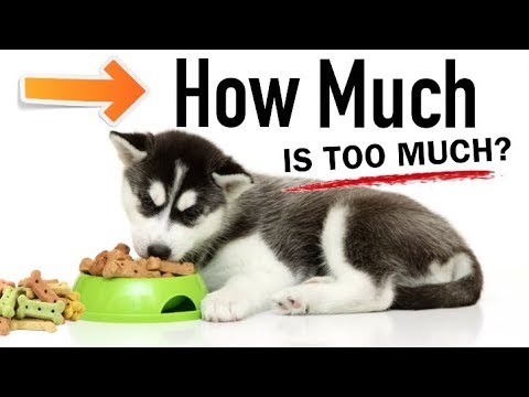 food for husky puppy