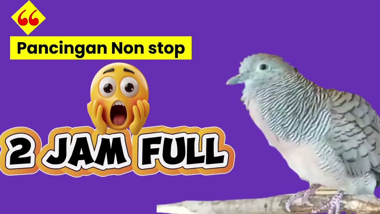 PANCINGAN nonstop 2 jam Full #zebradove #burung #perkututtuban #suaraperkutut 