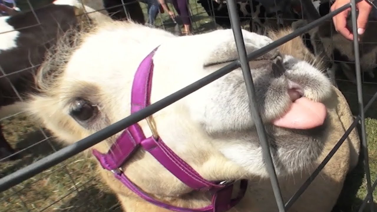 World's Sweetest Camel - World's Sweetest Camel