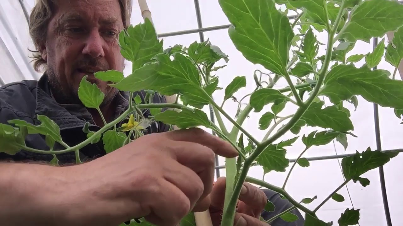 Como podar las tomateras