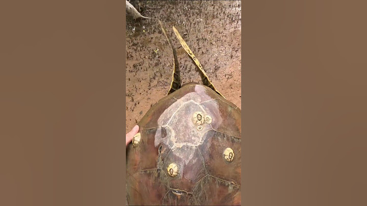 Sea Turtle Saved from Mud Flats.... #animals #turtle #wildlife #fishing #ocean