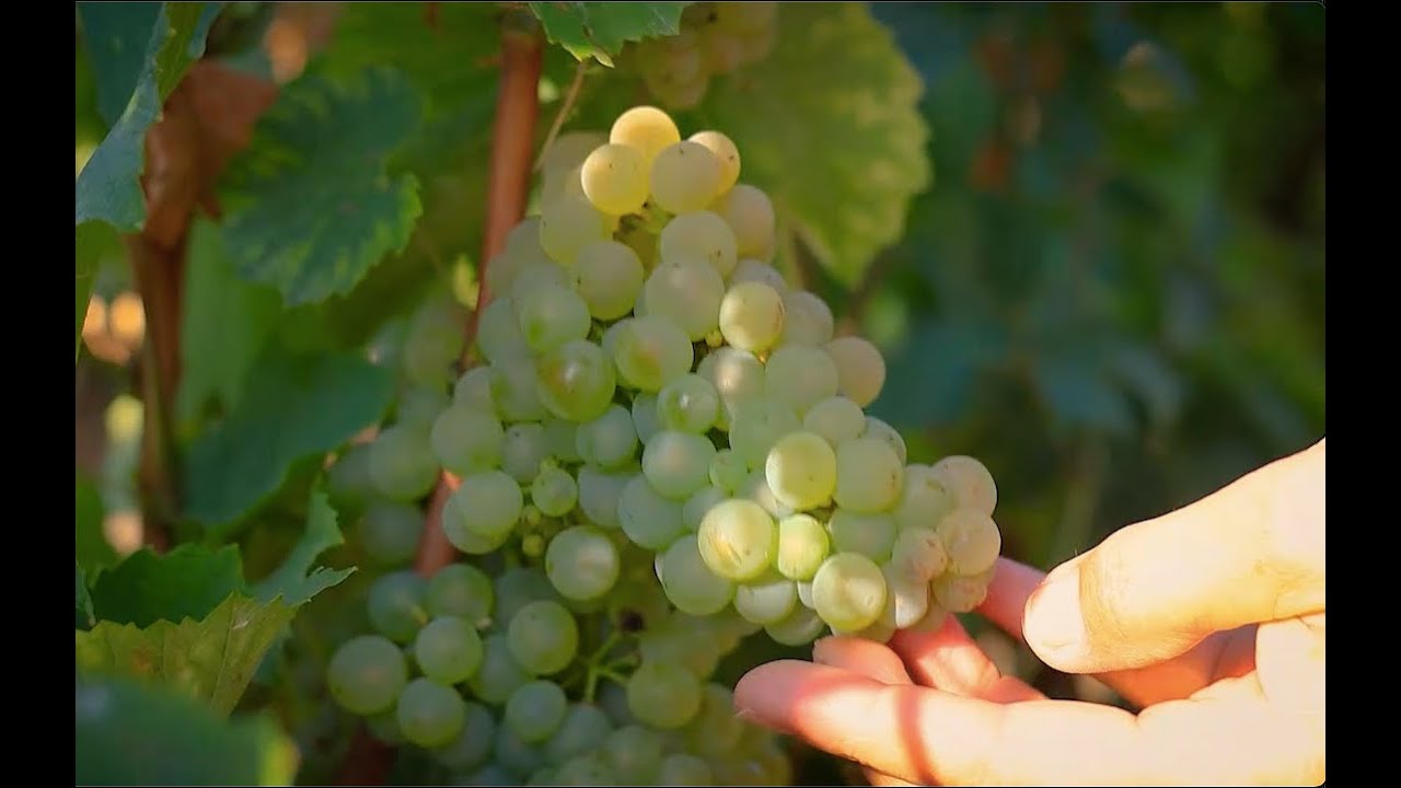 Vendange 2022 - Harvest 2022