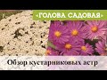 Голова садовая - Обзор кустарниковых астр