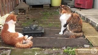 Animal Warfare - Pets & Toy Army Tanks Compilation by AnimalArmada 2,076,420 views 7 years ago 3 minutes, 54 seconds