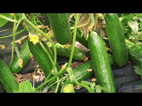Video: En iyi kendi kendine tozlaşan uzun meyveli salatalık tohumları