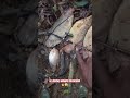 nikmati prosesnya 🔥😱#mancingalampapua#mancingliar#foto#fyp#Jangkauanluas#shortsfeed #trendingshorts