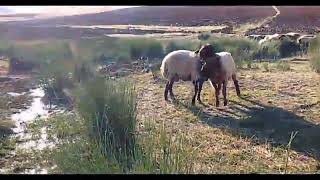 The Fierce Battle Of The Flock Leader To Keep His Power