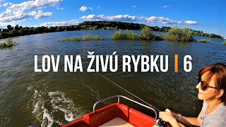 Lov Zubáča Candáta a Šťuky Štiky na Živú Rybku 6 🐬 Sezóna 2021 | Rybárske Videá s Demexom
