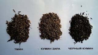 Зира | Cumin