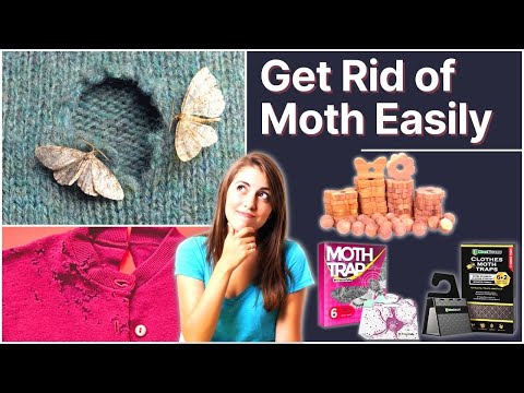 How to Get Rid of Clothes Moths: Easy DIY Moth Repellent - Utopia